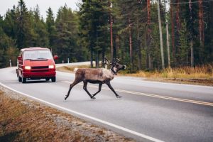 Udarac divljači na putu