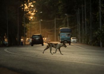 Pas lutalica krivac u saobraćajnoj nezgodi