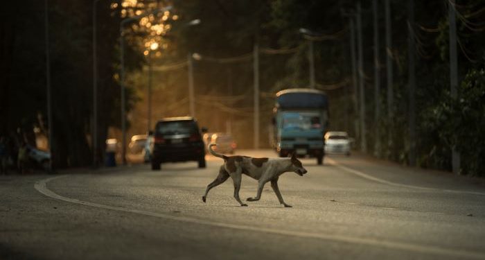 Pas lutalica krivac u saobraćajnoj nezgodi